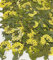 HANDI-KAFU 12 pcs Yellow Narcissus with Stem Real Natural Dried Pressed Flowers for Resin Art Craft DIY