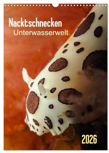 Nacktschnecken - Unterwasserwelt 2026 (Wandkalender 2026 DIN A3 hoch), CALVENDO Monatskalender: Bunte Knallfarbe und möglichst auffällig - so scheint ... zu heißen. (CALVENDO Tiere)