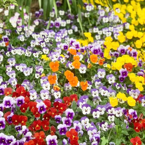pensamientos, semillas de pensamiento de silvestres exóticas balcón en semillas tapizantes resistentes al invierno Decoraciones otoñales 160semillas
