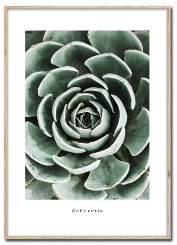 STYLER Rahmenbild Echeveria | Artbox Wandbild | Bild mit Holz Rahmen Optik Framepic | Pflanze aus Mexico Zimmerpflanze XXL Aufnahme | Wohnzimmer Schlafzimmer Büro | grün weiß schwarz | 50x70 cm
