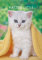 Katzen 2024 - Bildkalender 23,7x34 cm - Kalender mit Platz für Notizen - mit vielen Zusatzinformationen - Cats - Wandkalender - Alpha Edition