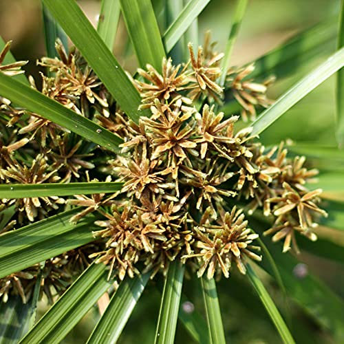 KräUterpflanzen Wasserpflanzen-Cyperus Papyrus Samen Echter Papyrus Exotische Pflanzen Winterhart KüBelpflanze Winterhart Balkonpflanzen Gartengeschenke 400 Saatgut(GrüN)
