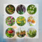 10 Pcs Fritillaria Kaiserkronen - Zwiebeln, Blühwiese Mehrjährig, Geschenk Garten Frühlingsblumen Kaiserkronen Knollen, Kaiserkrone Zwiebel Kaufen, Blumen Winterhart, Bienenfreund