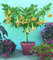 Shopmeeko 20 pflanzen/pack Poeetd pflanze Brugmansia blume Engel Trompete duftenden Stechpalme baum pflanzen garten dekoration pflanze (mischfarbe)