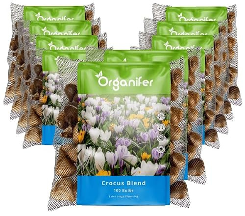 1000 Krokusse Blumenzwiebeln - XXL-Blumenzwiebeln Größe 8/ 9cm | Blumenzwiebeln Krokus - Krokus - Blumenzwiebelmischung - Bio-Blumenzwiebeln - Sommerzwiebeln - Organifer