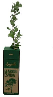 ARBOLITO (6 arbolitos de Encina)