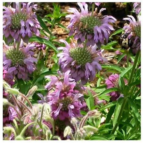 Monarda citriodora/Lemon Beebalm or Lemon Bergamot/Seeds