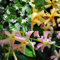 3 x Gelsomino (Giallo-Bianco-Rosa) - Acquista 3/Paga2 - Pianta Adulta | ClematisOnline