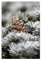 artboxONE Poster 45x30 cm Natur Winterlandschaft mit Tannenzapfen - Bild Winter beige Eiskristalle