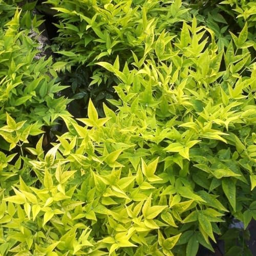 Plant Theory Magical Lemon and Lime Heavenly Bamboo Nandina Domestica Shrub Plant 2L Pot