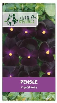 300 graines pensée Noire King - Viola x wittrockiana -plante ornementale