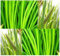 (50+) Kalmus - Acorus Calamus - Seed - für kleine Seen, Teiche und Sümpfe