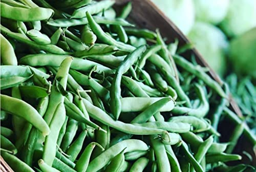 Mountaineer Half Runner Beans Seeds (BTL) - Vigorous White Bean (½oz to 1 LB) - [4 Ounces (~450)]
