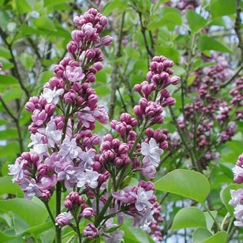 Lilla pregiata 'Michel Buchner' - Syringa vulgaris 'Michel Buchner' 40-60 C -
