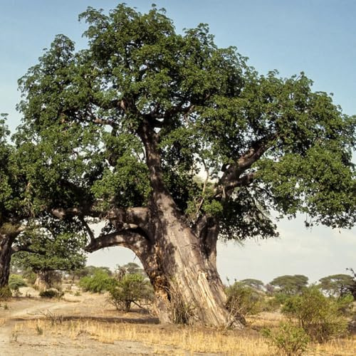 Baobab - Affenbrotbaum - steingartenpflanzen kübelpflanzen outdoor winterharte stauden für pralle sonne baumsamen balkonpflanzen mehrjährig stauden zimmergewächshaus bio pflanzensamen 35samen