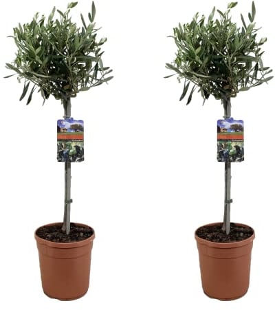 Plant in a Box - Olivo sobre tronco - Set de 2 - Olea Europaea - Maceta 19cm - Altura 80-90cm