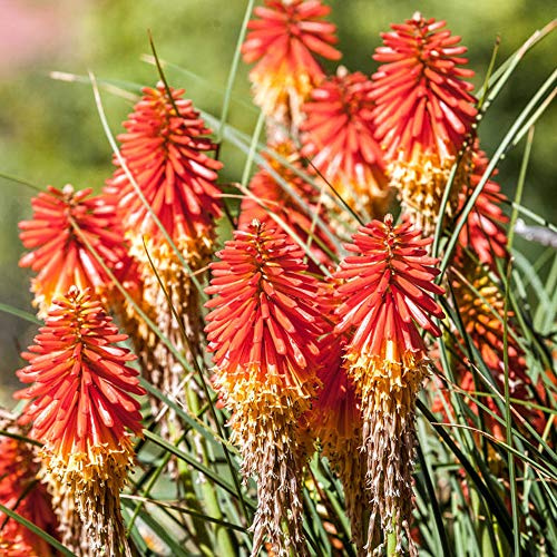 Kniphofia 'Papaya Popsicle' Fackellilie Immergrüner Staudenstrauch | 9cm Topf