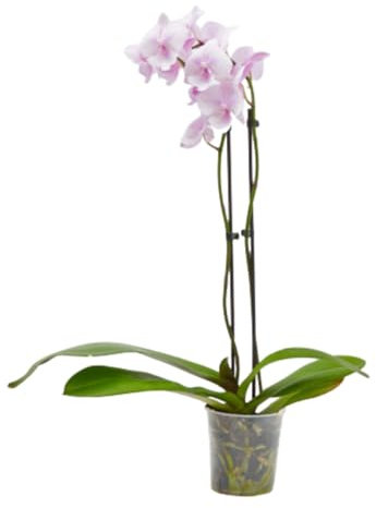 Planta Orquidea phalaenopsis natural 2 tallos maceta Ø12cm - Verdecora… (Rosa)