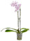 Planta Orquidea phalaenopsis natural 2 tallos maceta Ø12cm - Verdecora… (Rosa)