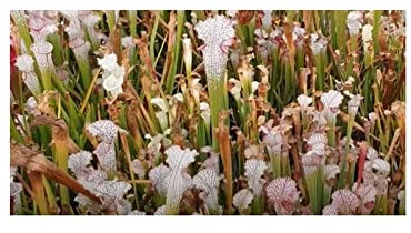 Stk - 10x Sarracenia mix Fleischfressende Garten Pflanzen - Samen B213 - Seeds & Plants Shop by Ipsa