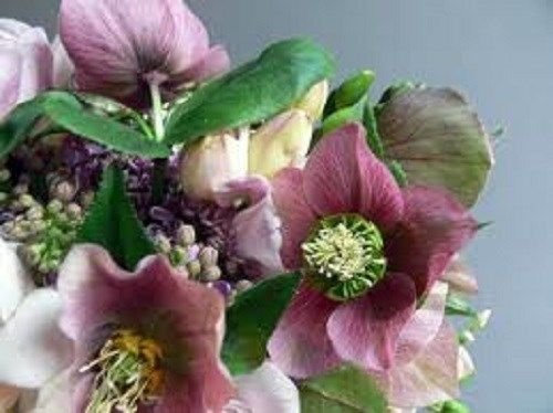 15 + semi di rosa fior di elleboro Natale/inverno Blooming perenni