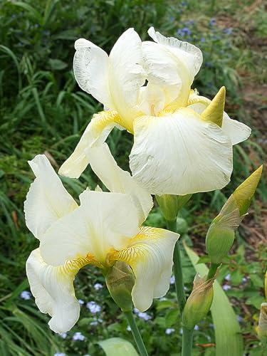 Iriszwiebeln, Eleganz,Gartenblumen, Winterhart Mehrjährig, Winterhart,Bartiris, Iris,Stauden,Blumenzwiebeln Garten, Balkon,Schwertlilien-8zwiebeln-A