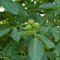Walnuss Baum winterhart Juglans regia Sämling Obstbaum Walnussbaum 60-80 cm im Topf