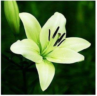 Lilienknollen, billige Parfüm Lilie Samen, gelb weiß rot rosa lila Lilie Blume Garten Pflanze - Mischen verschiedener Sorten