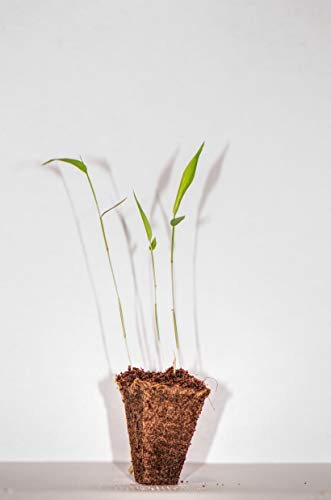 5 Pflanzen - Moso Riesenbambus - Phyllostachys pubescens - (Sämlinge im Jiffy - Lieferhöhe: 5 bis 10 cm)