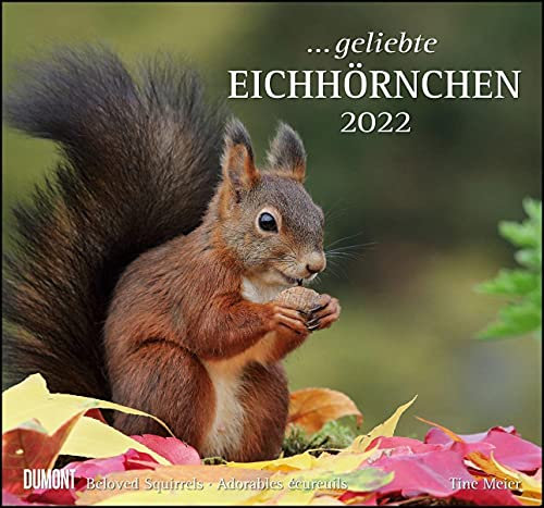 ... geliebte Eichhörnchen 2022 - DUMONT Wandkalender - mit den wichtigsten Feiertagen - Format 38,0 x 35,5 cm