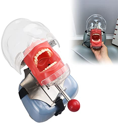 DBMGB Dentalsimulator Phantomkopf-Training, Modellpuppen-Phantom in Lebensgröße mit Zähnen Modell-Training für Zahnärzte und Zahnarzthelfer, 360° Drehbar, Clip-on/Anbinden