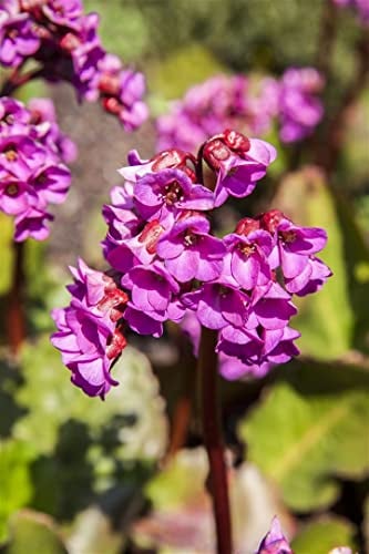 Bergenia cordifolia 'Winterglut' ca. 11x11 cm Topf - Riesensteinbrech, rosarote Blüten, Blütezeit März-Mai, ideal für Rabatten, winterhart und pflegeleicht