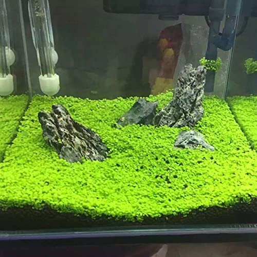 Haloppe 1 Borsa Acquario Piante Semi per la casa Giardino Piantare, Acquario Acquario Semi di piante Acquatiche Foglie verdi Tappeto Acqua Erba Decor Ama l'erba