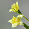 2 pcs tulpenzwiebeln winterhart mehrjährig, Wildtulpen Zwiebeln, deko wohnzimmer, hydrokultur pflanzen tulip tulpenzwiebeln kaufen - Tulipa gesneriana - stauden winterhart mehrjährig,