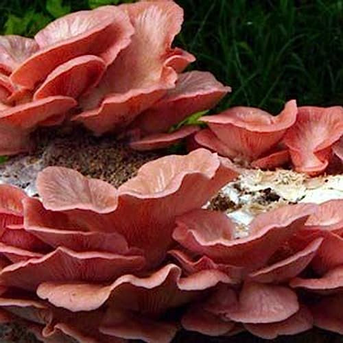 100 Pz Semi di Funghi di Ostrica Non OGM Produttivi Semi di Ortaggi Deliziosi Rosa per Fiori da Fattoria Albero da Frutto Semi di Erba Verdura Seme