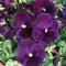 Semi giganti di nuovi fiori freschi di viola del pensiero, 100 pezzi