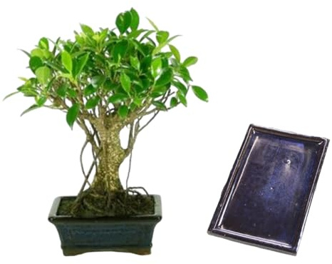 Verdecora Bonsái Ficus 5 años | En maceta de cerámica 15x10x5cm + plato | Ficus Retusa | Planta Natural de Interior | Follaje Compacto y Elegante | Ideal para Decoración Zen y Regalo