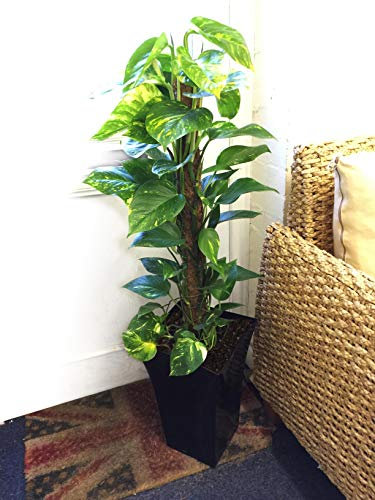 Easy Plants 1 Large Devil's Ivy House Plant in Gloss Black Milano Pot - 90/100cm Tall Floor Plant
