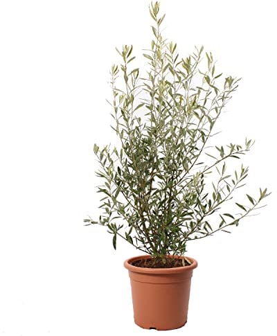 KENTIS - Olea Europaea - Pianta di Ulivo - Piante da Frutto da Esterno Vere Resistenti - Olivo Vero Pianta da Giardino - H 80-100 cm Vaso Ø 24 cm