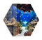 DEQORI Glasbild Echtglas | Motiv Exotisches Aquarium | sechseckig einteilig 40x34,5 cm | schöne Dekoration | Wandbild für Wohnzimmer, Schlafzimmer, Flur & Küche | moderne Wanddeko