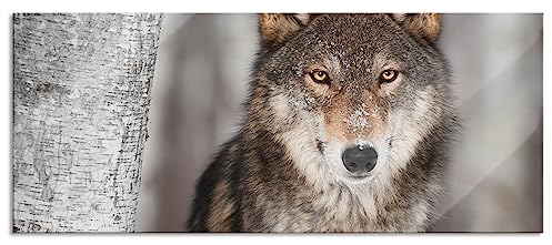 Pixxprint Glasbild Panorama, Wandbild aus Echtglas, Wachsamer Wolf, 100x40 cm, inkl. Aufhängung und Abstandshalter