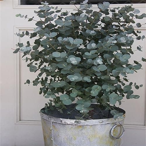 PERZOE 30 pièces graines d'eucalyptus, bonsaï plante aromathérapie décoration de la maison tropicale
