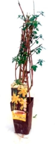 Planta natural Jazmin Amarillo, Jasminum Nudiflorum, 30-40 cm. Planta trepadora con flores fragantes y de un brillante color amarillo. Segura Garden.