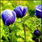 Winterhart zwiebeln, Mehrjährige Blumenzwiebel ist winterhart,Blumenzwiebel Mix, Winterhart pflanzen, Mysteriöse magische Glühbirne-3 Seltene tulpen zwiebeln