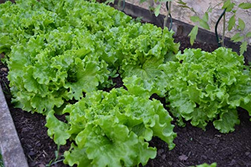 Endive, Broadleaf Batavian Lettuce Seeds, 100 Count COOL BEANS N SPROUTS Brand. Home Gardening.