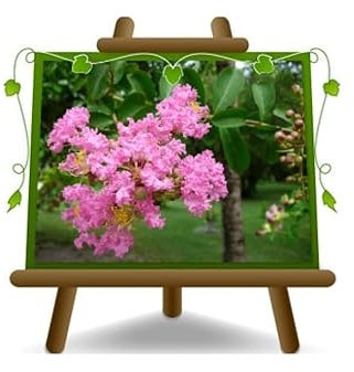 EURO PLANTS VIVAI Lagerstroemia Indica Arbusto Rosa Altura 80 cm Maceta 24 cm