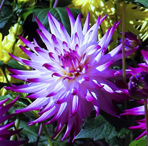 Dahlienknolle : Dahlia - Dahlie Kaktusdahlie Randy C. 1 Knolle/Rhizom