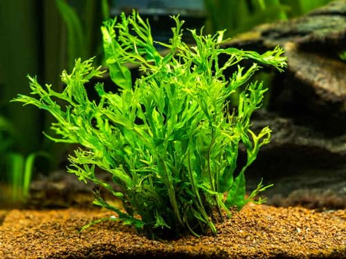 Neue frische 100 Stück Aquarium Farn Pflanzensamen