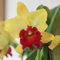 300 pcs orchideen samen kaufen - balkon pflanzen winterfest, Cattleya samen, wildblumensamen mehrjährig, wiesensaatgut pflanzensamen orchidee winterharte kübelpflanzen, frühlingsblumen