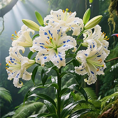 Lilien-Rhizom, üBerraschendes Wachstum, Gartendekoration, Kein GießEn Erforderlich,Winterhart-8 Rhizome-E